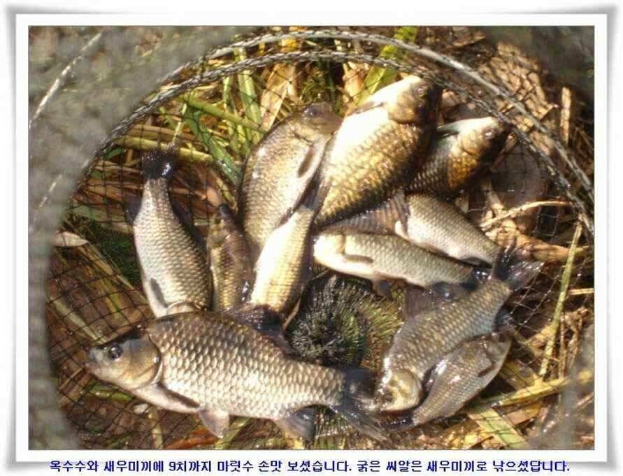 가을시즌 황금기 (조황조행기 - 낚시점조황)
