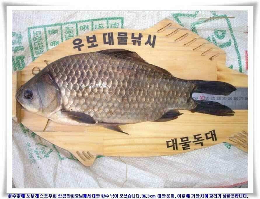가을시즌 황금기 (조황조행기 - 낚시점조황)