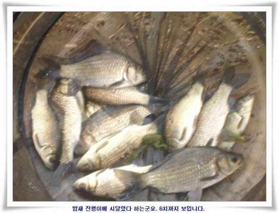 가을시즌 황금기 (조황조행기 - 낚시점조황)