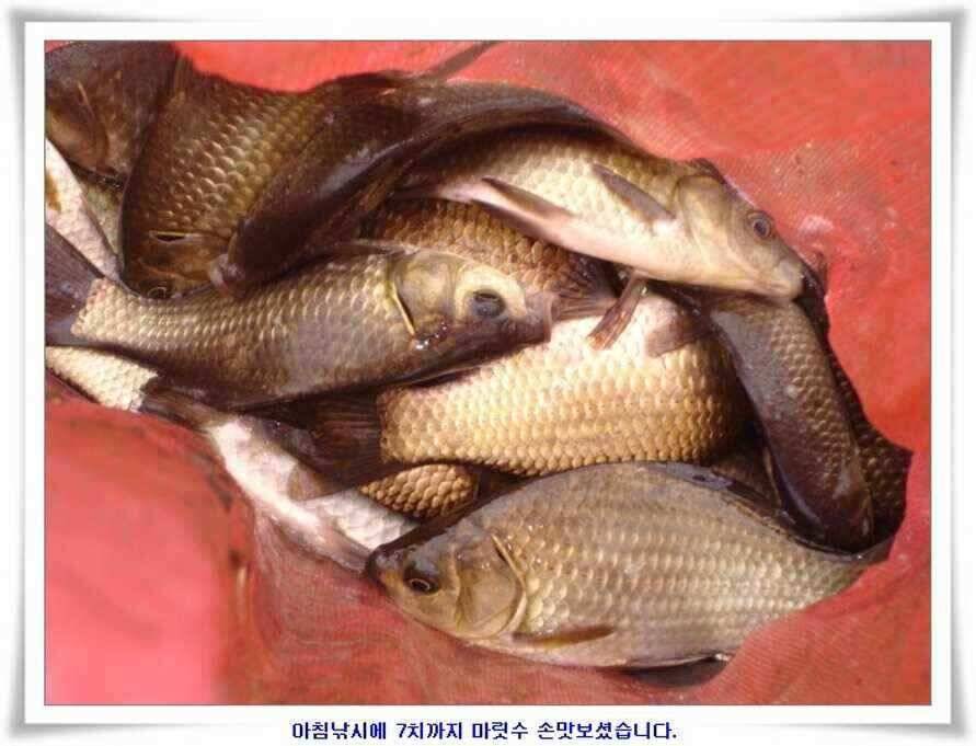 가을시즌 황금기 (조황조행기 - 낚시점조황)
