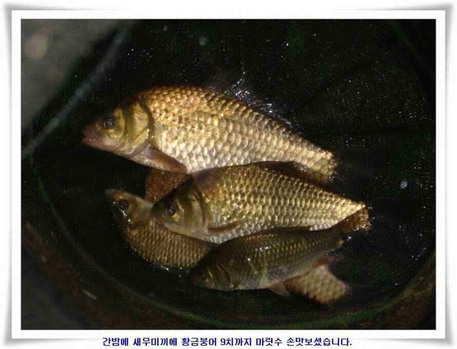 추석연휴조황 (조황조행기 - 낚시점조황)