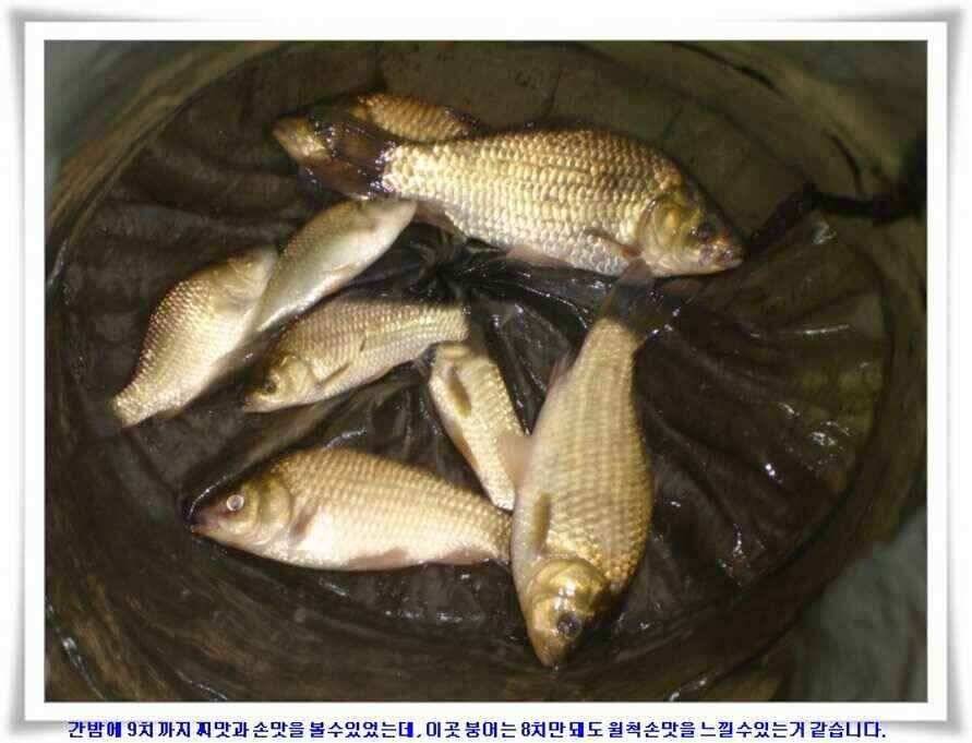 추석연휴조황 (조황조행기 - 낚시점조황)