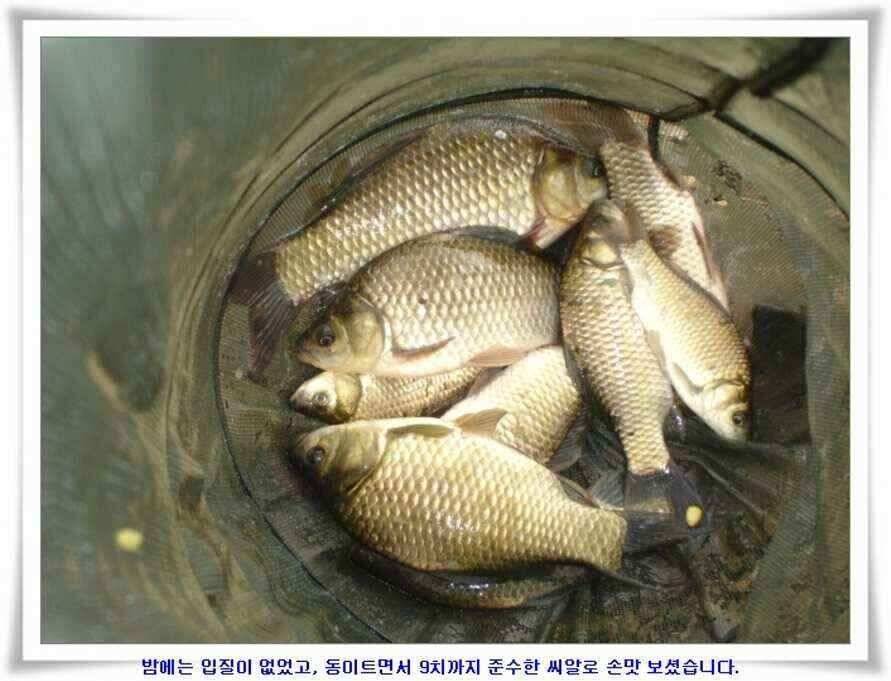 추석연휴조황 (조황조행기 - 낚시점조황)