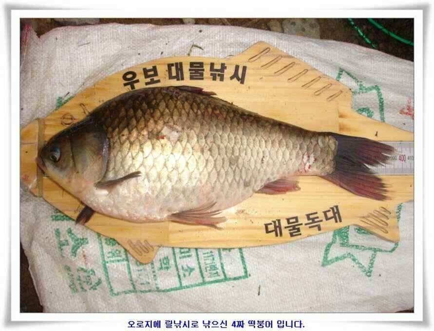 추석연휴조황 (조황조행기 - 낚시점조황)