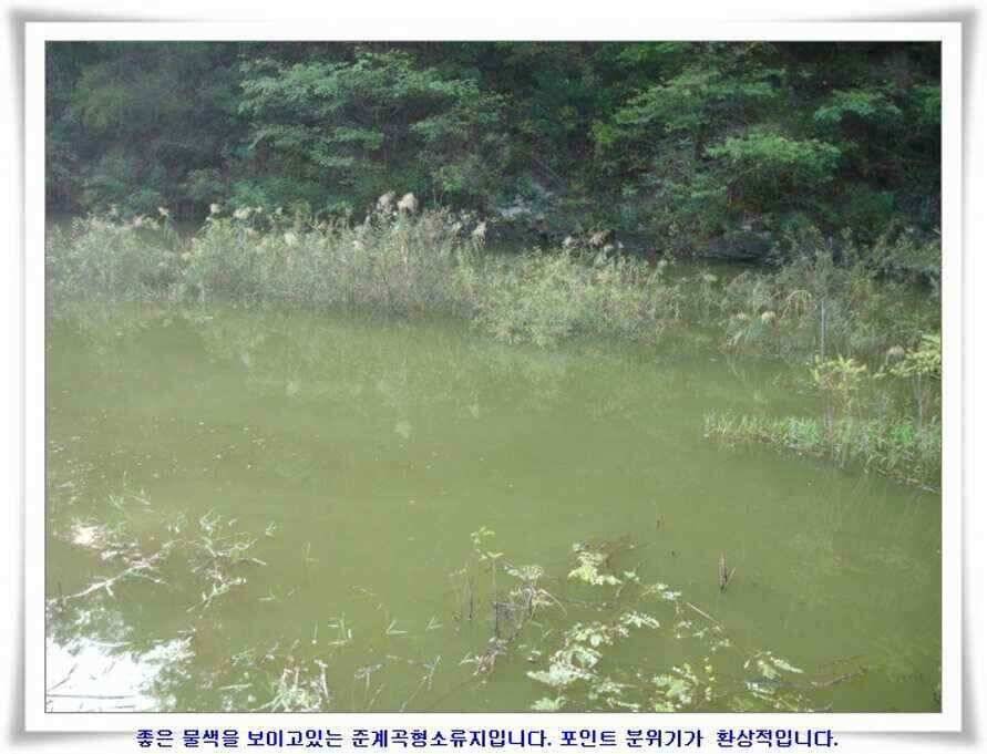마릿수 초대박 (조황조행기 - 낚시점조황)