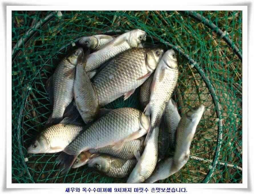 마릿수 초대박 (조황조행기 - 낚시점조황)
