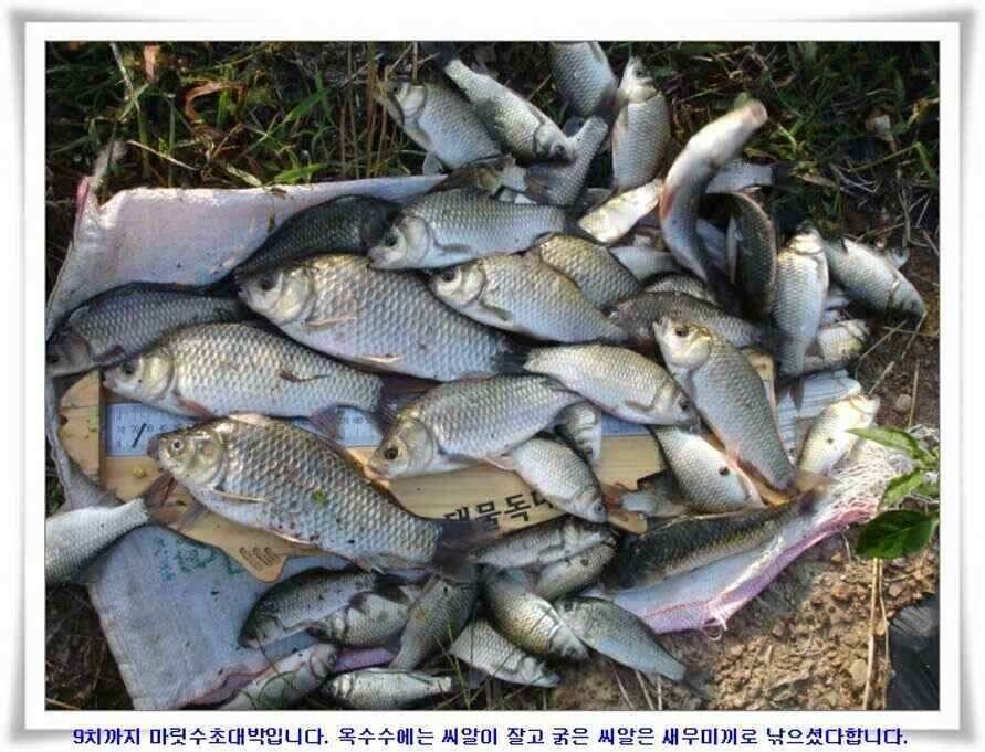 마릿수 초대박 (조황조행기 - 낚시점조황)