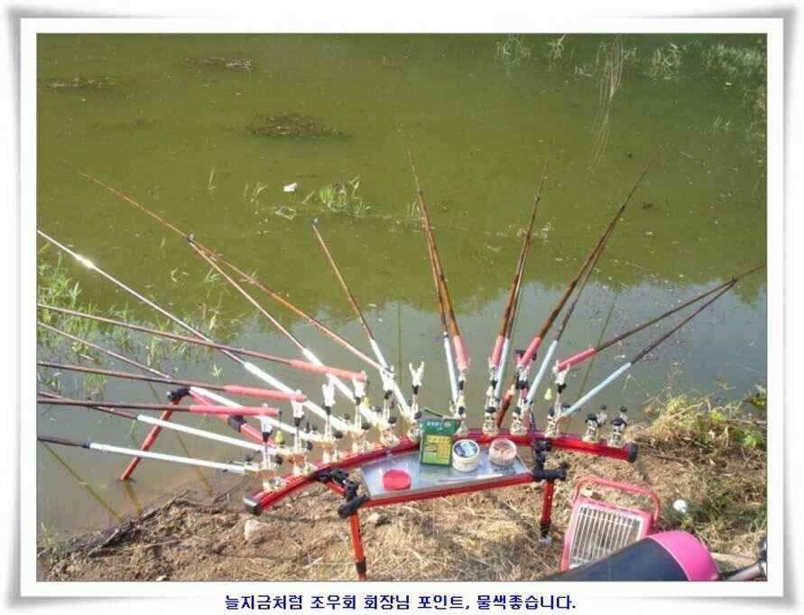 마릿수 초대박 (조황조행기 - 낚시점조황)