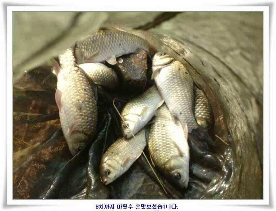 마릿수 초대박 (조황조행기 - 낚시점조황)