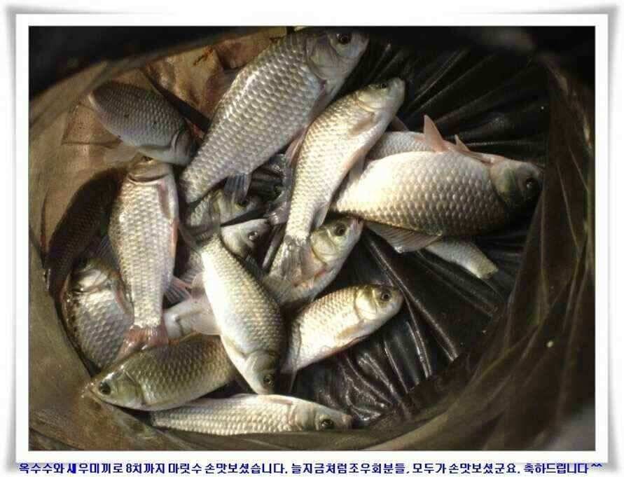 마릿수 초대박 (조황조행기 - 낚시점조황)