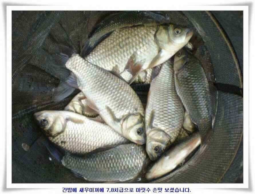 마릿수 초대박 (조황조행기 - 낚시점조황)