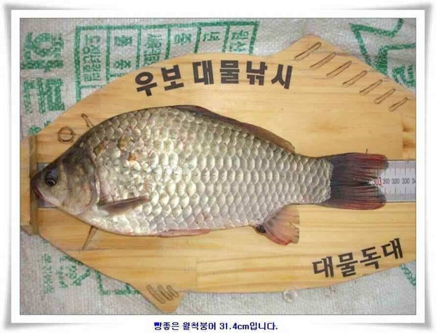 마릿수 초대박 (조황조행기 - 낚시점조황)