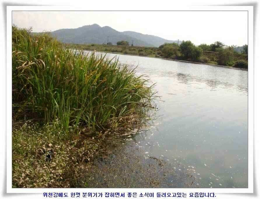마릿수 초대박 (조황조행기 - 낚시점조황)
