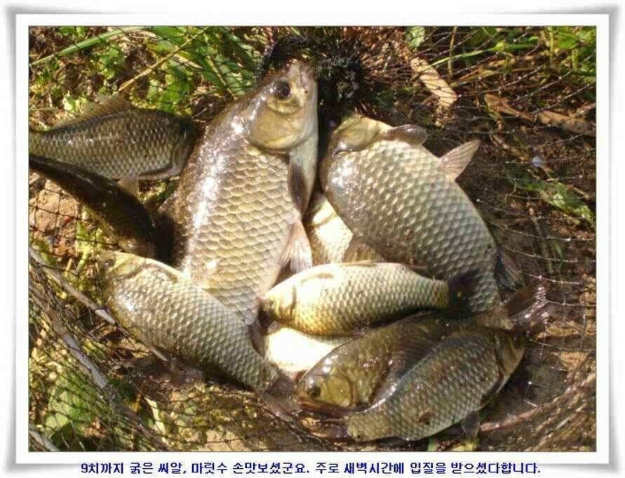 마릿수 초대박 (조황조행기 - 낚시점조황)