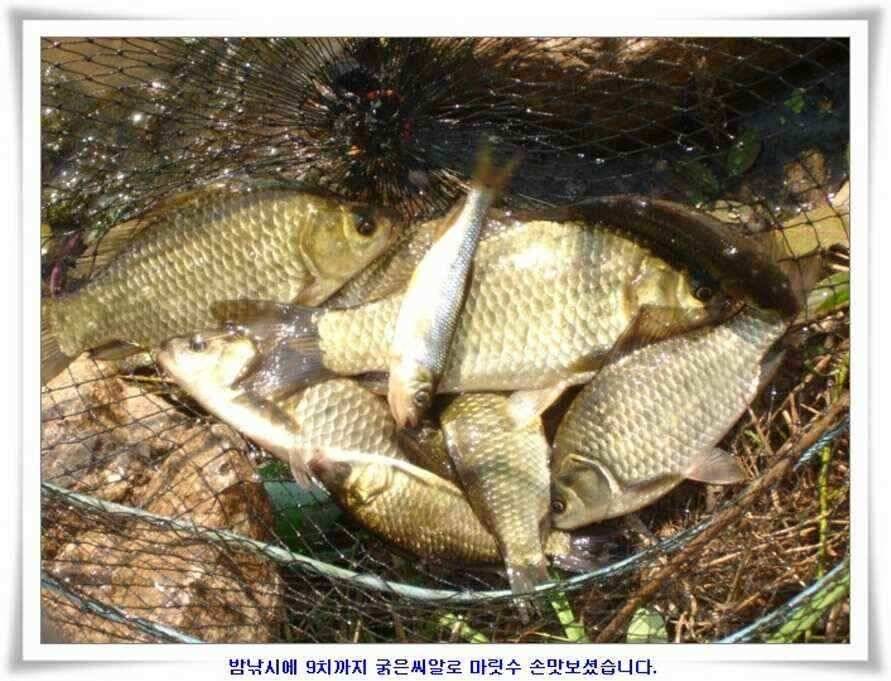 마릿수 초대박 (조황조행기 - 낚시점조황)