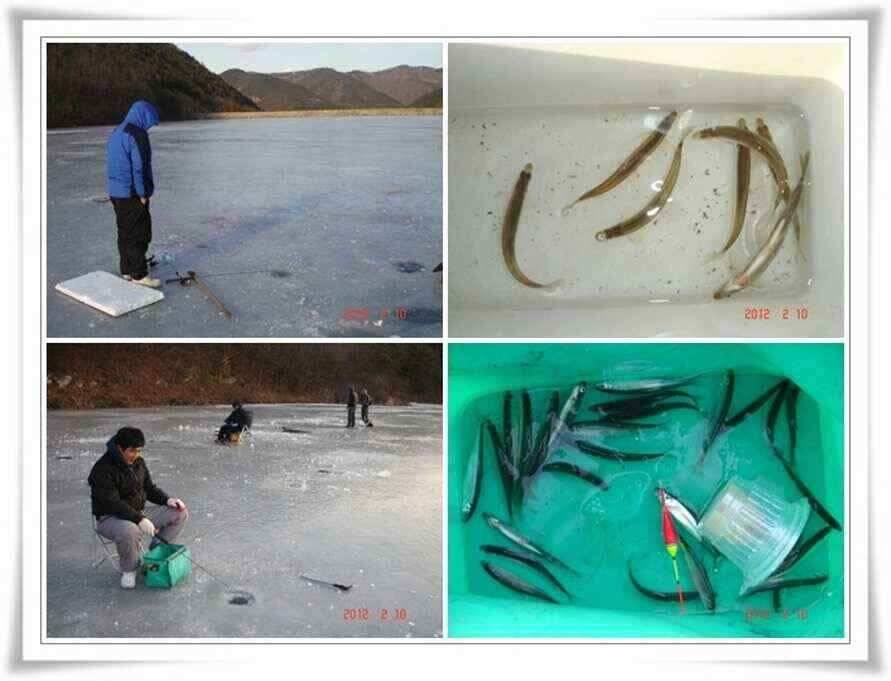 군위권금일 빙어조황입니다 (조황조행기 - 낚시점조황)