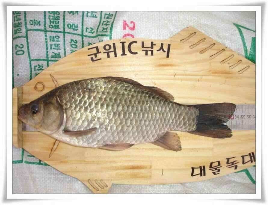 첫월척과 마릿수조황 (조황조행기 - 낚시점조황)