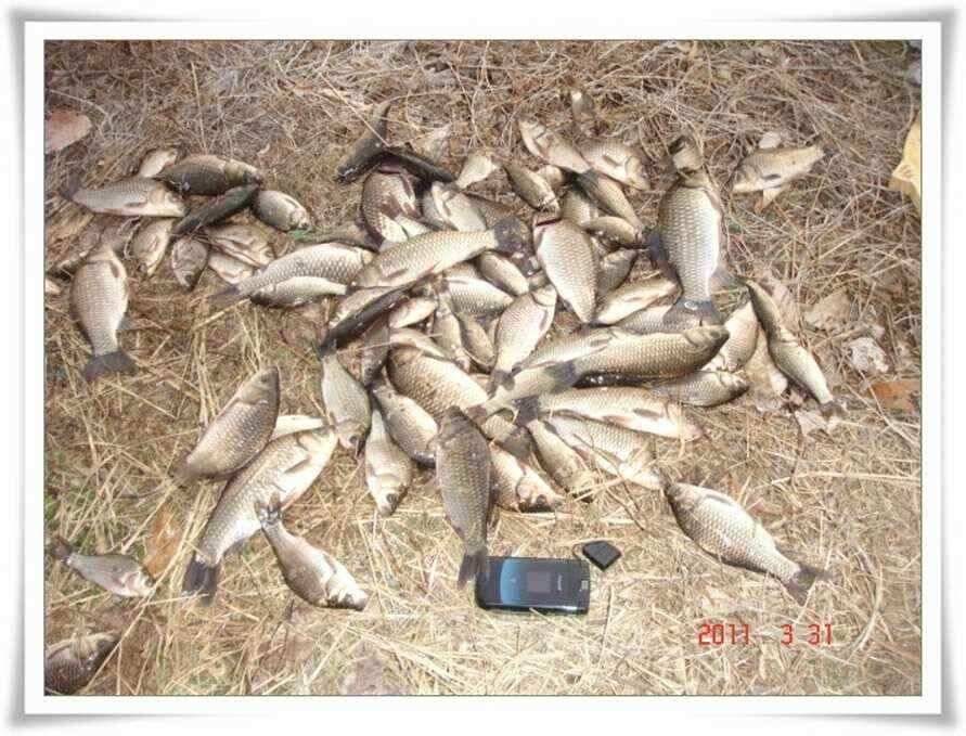 꾸준한 새우 밤낚시조황 (조황조행기 - 낚시점조황)