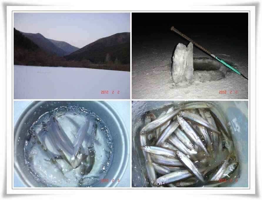 군위권빙어조황과 낚시여건입니다 (조황조행기 - 낚시점조황)