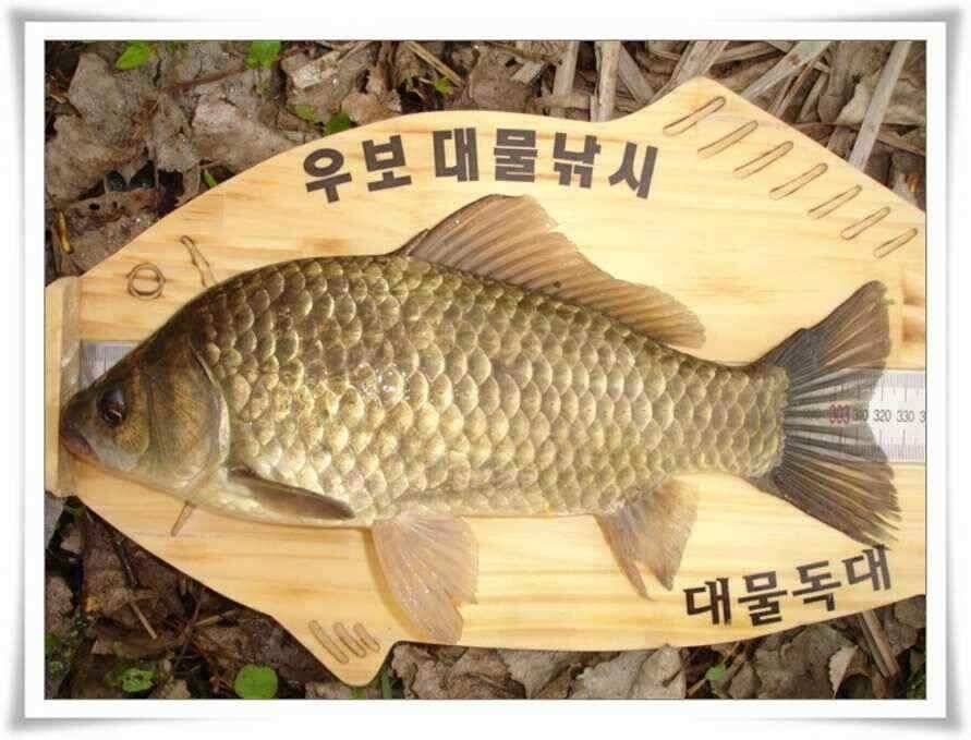 산속소류지에도 대물입질이 (조황조행기 - 낚시점조황)