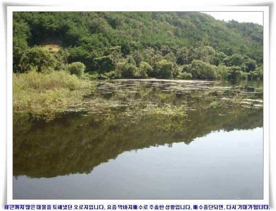 엄청난 대물들이 (조황조행기 - 낚시점조황)