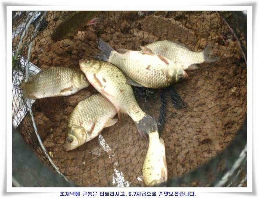 엄청난 대물들이 (조황조행기 - 낚시점조황)