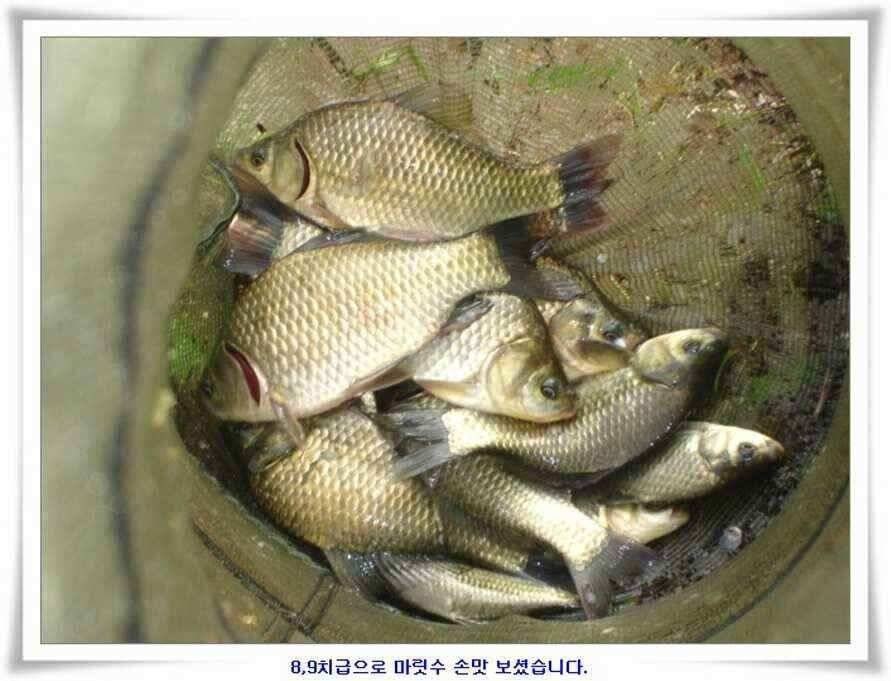 엄청난 대물들이 (조황조행기 - 낚시점조황)