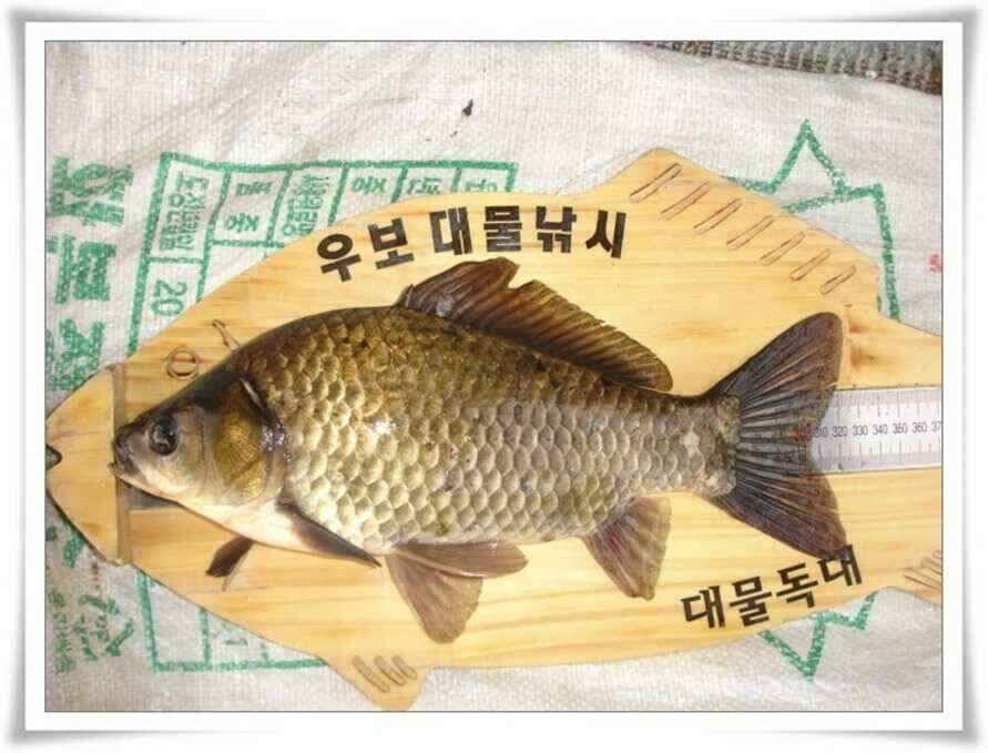 오름수위특수 (조황조행기 - 낚시점조황)