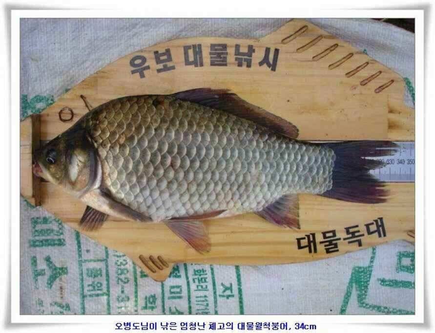 엄청난 대물들이 (조황조행기 - 낚시점조황)