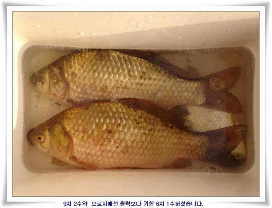 엄청난 대물들이 (조황조행기 - 낚시점조황)