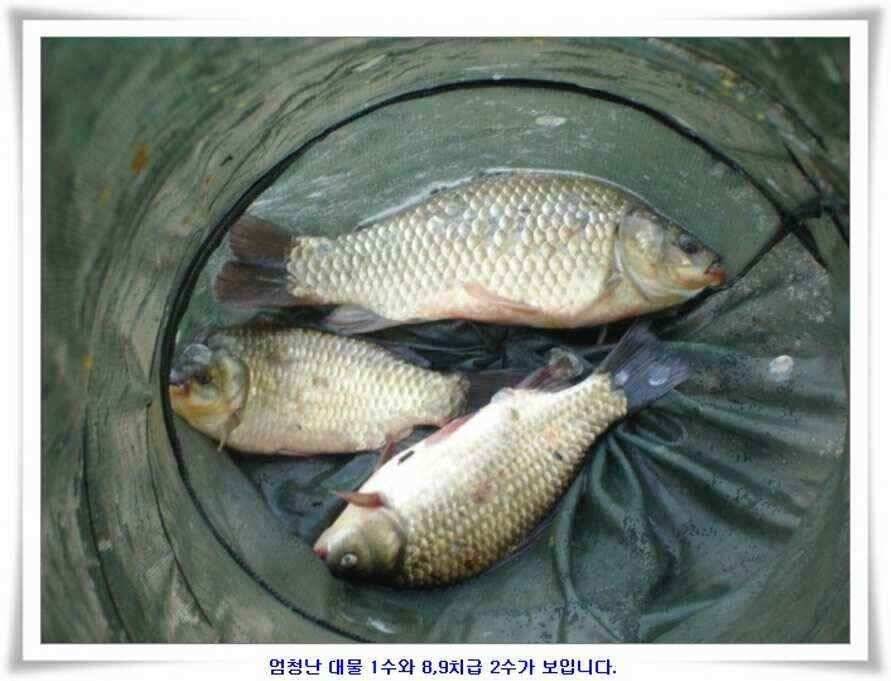 엄청난 대물들이 (조황조행기 - 낚시점조황)