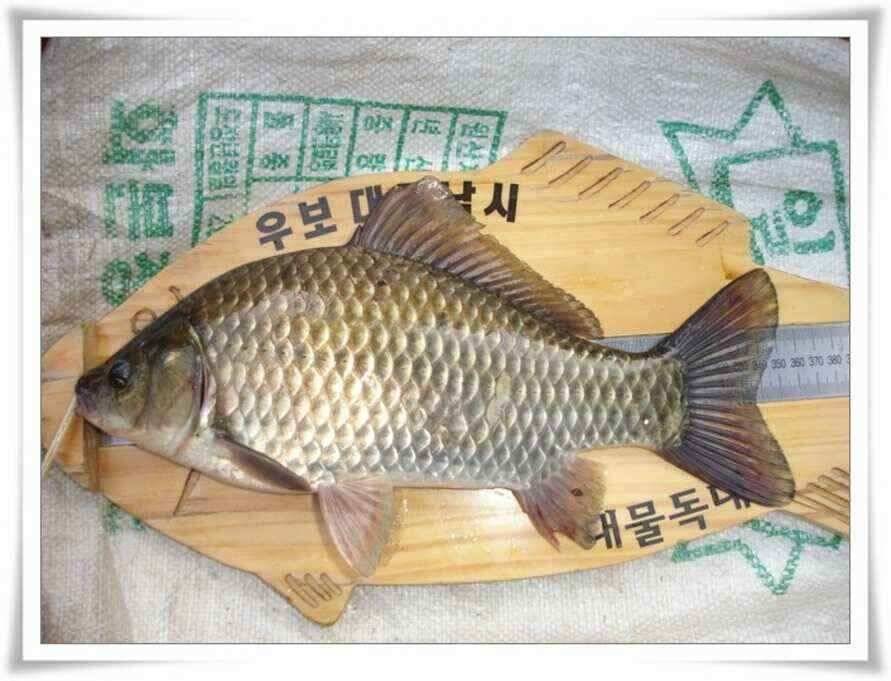 멋진 대물붕어와 포인트들 (조황조행기 - 낚시점조황)