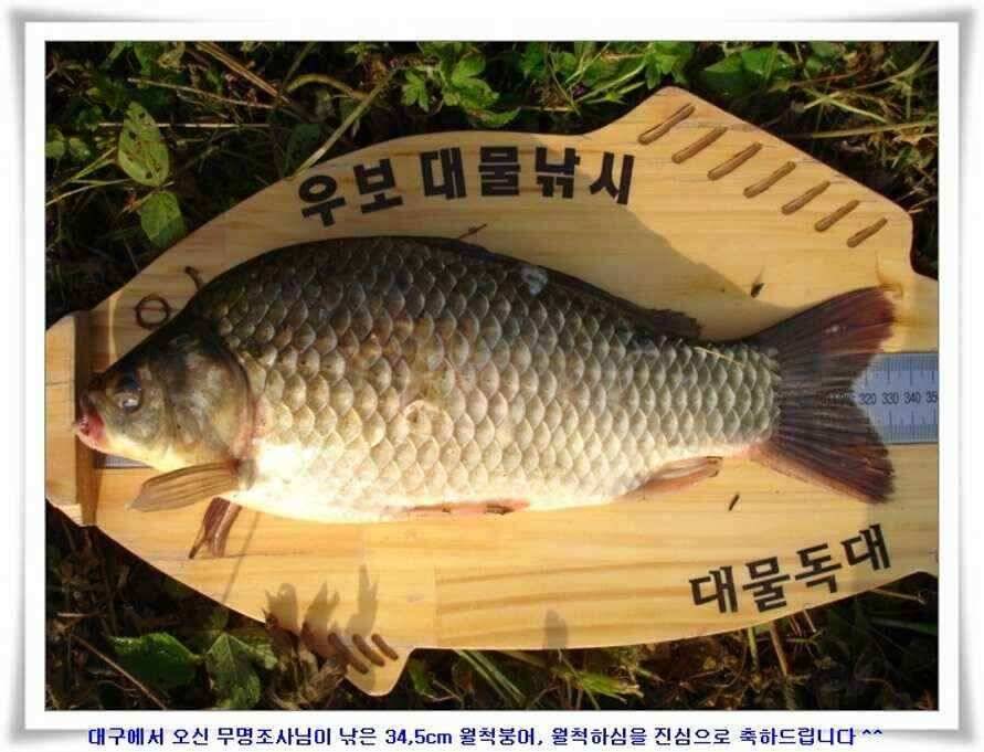 엄청난 대물들이 (조황조행기 - 낚시점조황)