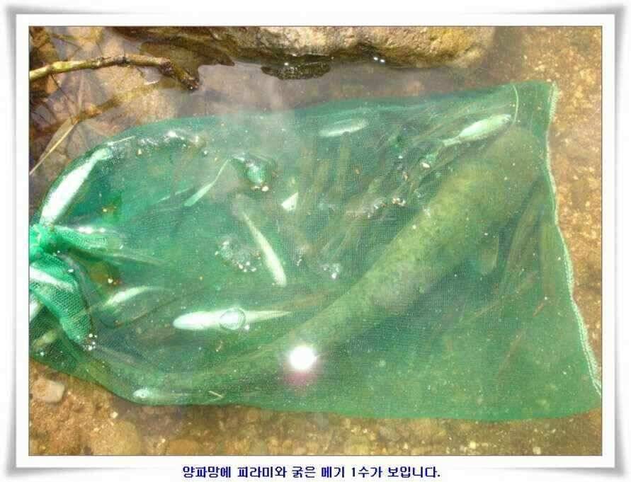 엄청난 대물들이 (조황조행기 - 낚시점조황)