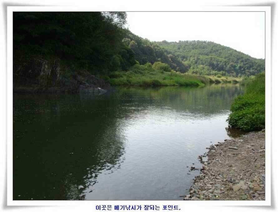 엄청난 대물들이 (조황조행기 - 낚시점조황)