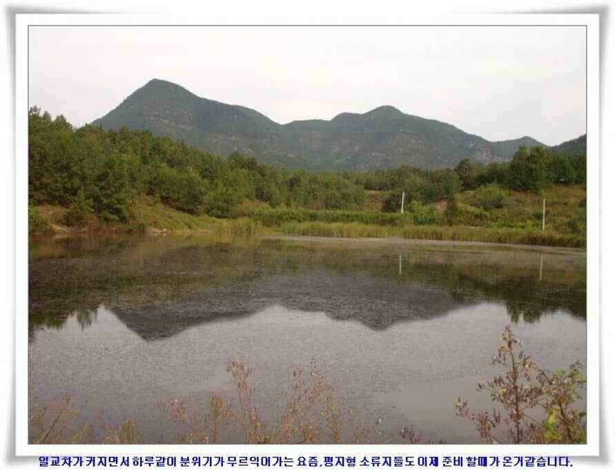 멋진 대물붕어와 포인트들 (조황조행기 - 낚시점조황)