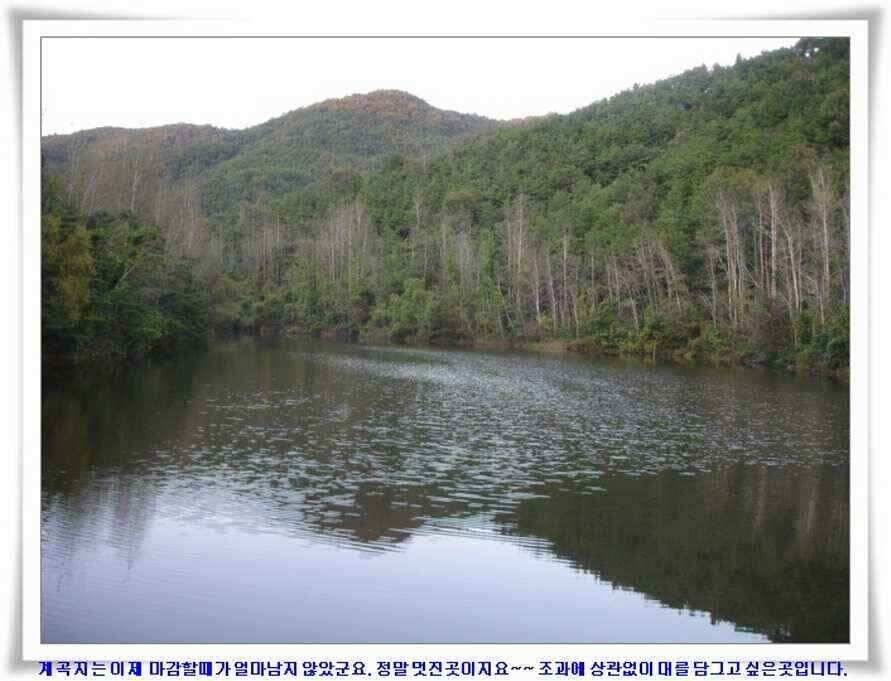 멋진 대물붕어와 포인트들 (조황조행기 - 낚시점조황)