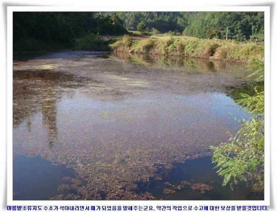 멋진 대물붕어와 포인트들 (조황조행기 - 낚시점조황)