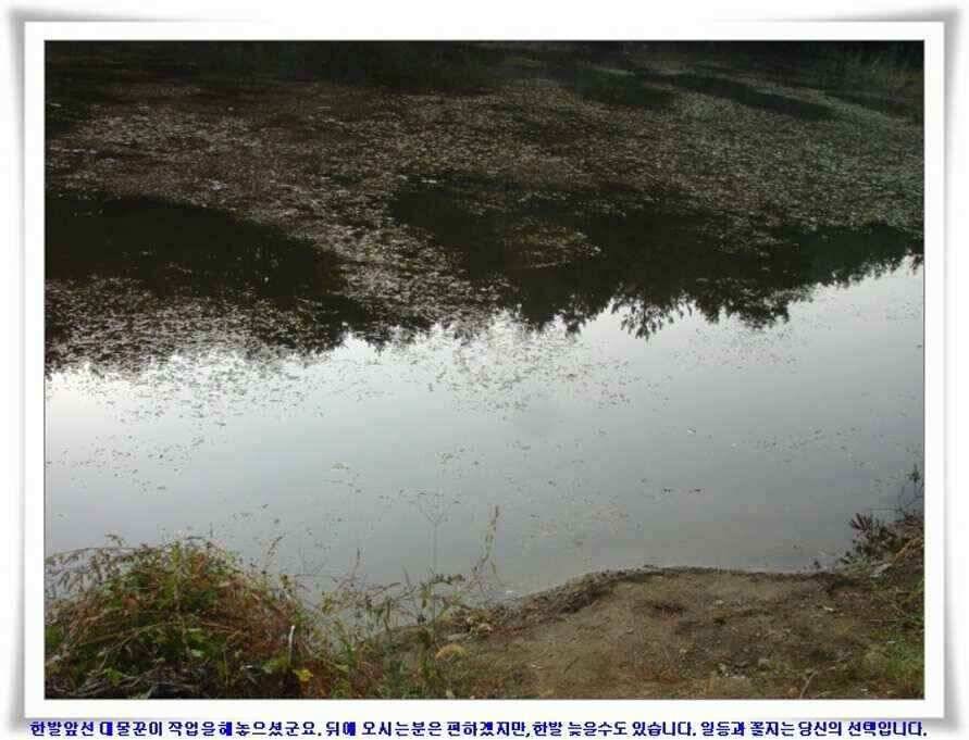 멋진 대물붕어와 포인트들 (조황조행기 - 낚시점조황)