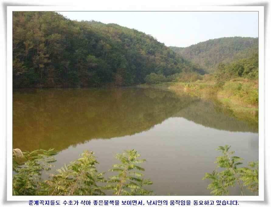멋진 대물붕어와 포인트들 (조황조행기 - 낚시점조황)