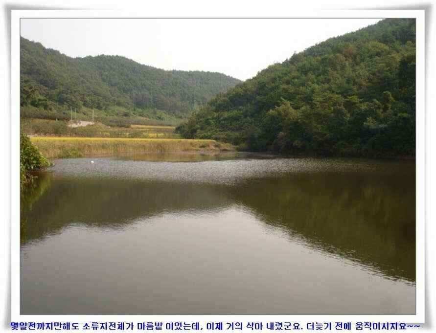 멋진 대물붕어와 포인트들 (조황조행기 - 낚시점조황)