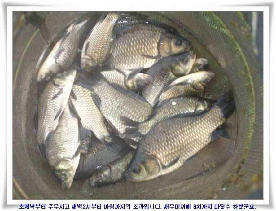 멋진 대물붕어와 포인트들 (조황조행기 - 낚시점조황)