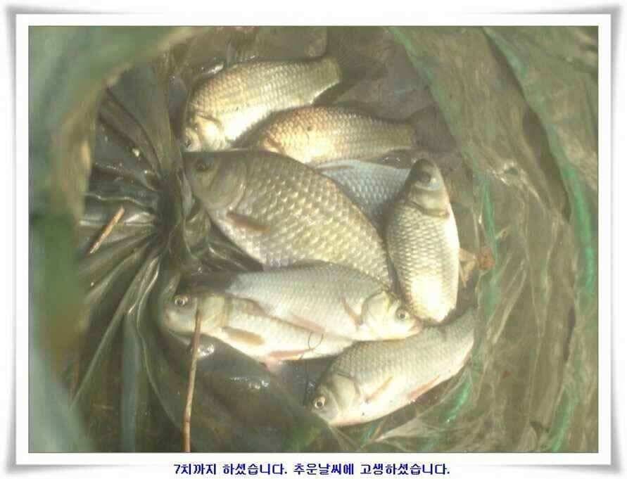멋진 대물붕어와 포인트들 (조황조행기 - 낚시점조황)