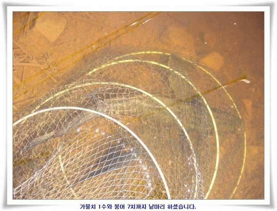 멋진 대물붕어와 포인트들 (조황조행기 - 낚시점조황)