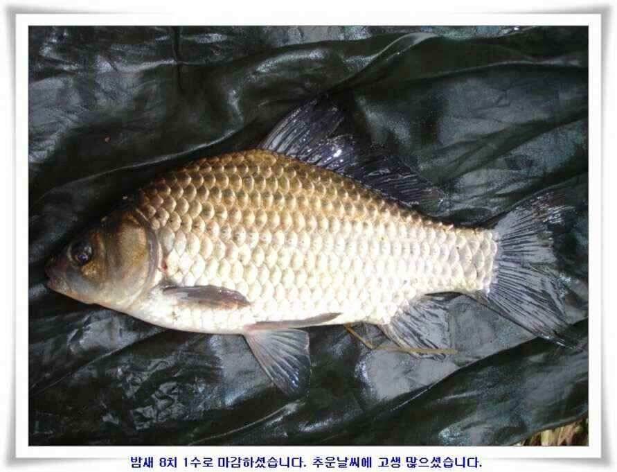 멋진 대물붕어와 포인트들 (조황조행기 - 낚시점조황)