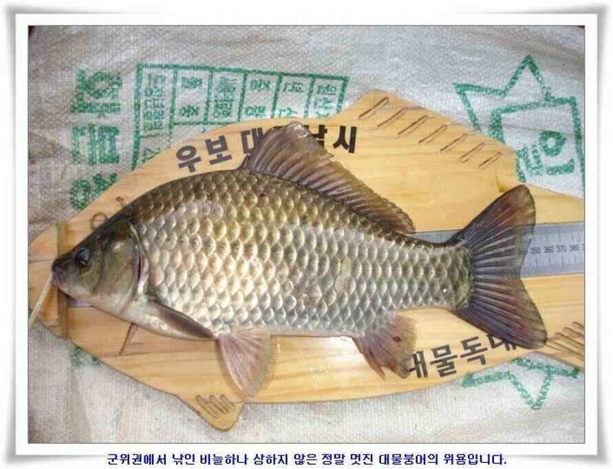 멋진 대물붕어와 포인트들 (조황조행기 - 낚시점조황)
