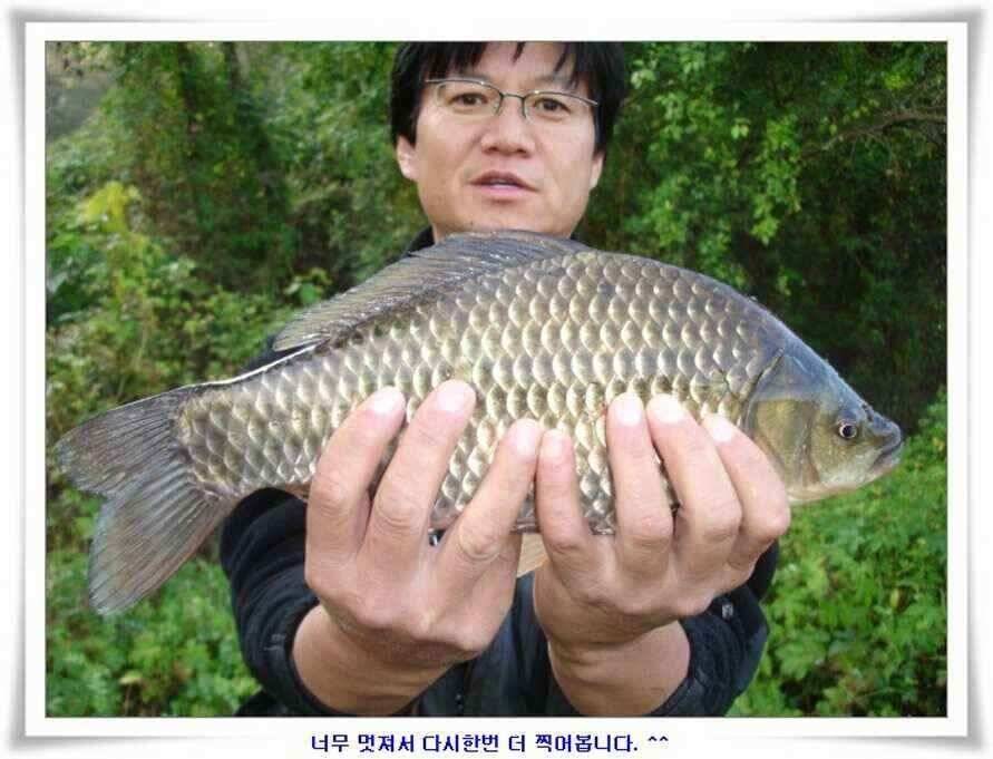 멋진 대물붕어와 포인트들 (조황조행기 - 낚시점조황)