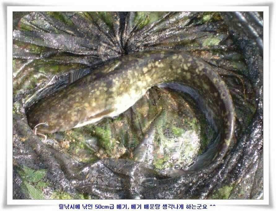 멋진 대물붕어와 포인트들 (조황조행기 - 낚시점조황)