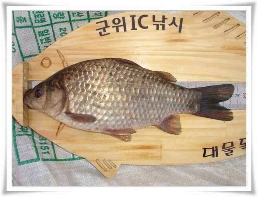 마지막 물낚시 준비하시지요 (조황조행기 - 낚시점조황)
