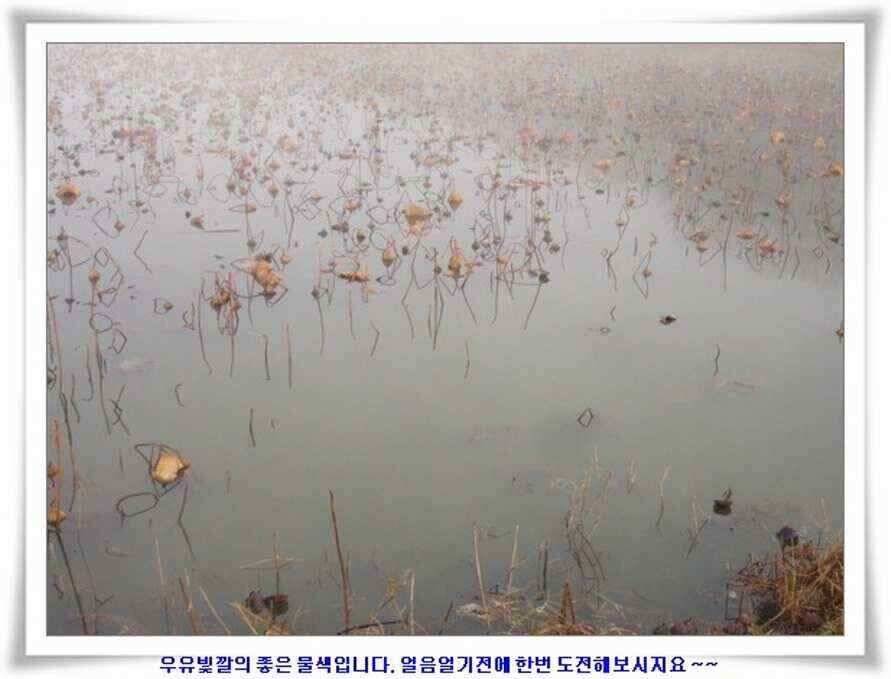 마지막 물낚시 준비하시지요 (조황조행기 - 낚시점조황)